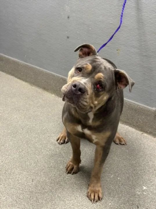 An adult large-sized female Pit Bull Terrier dog named Matilda for adoption in Las Vegas, NV