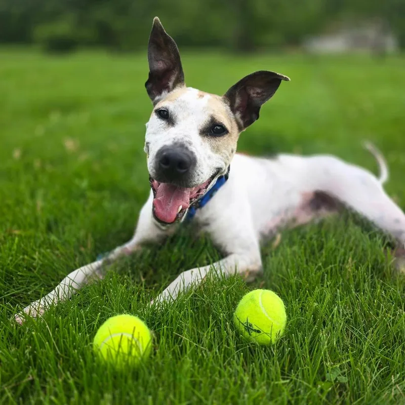 Chicken Wing Aka Chino