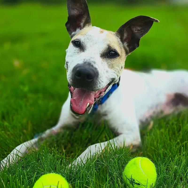 Chicken Wing Aka Chino thumbnail 3