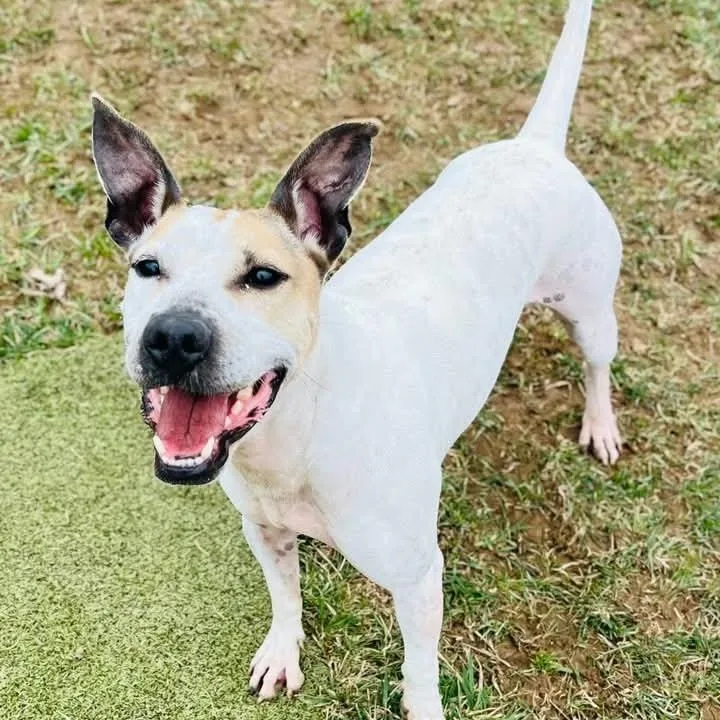 Chicken Wing Aka Chino thumbnail 4