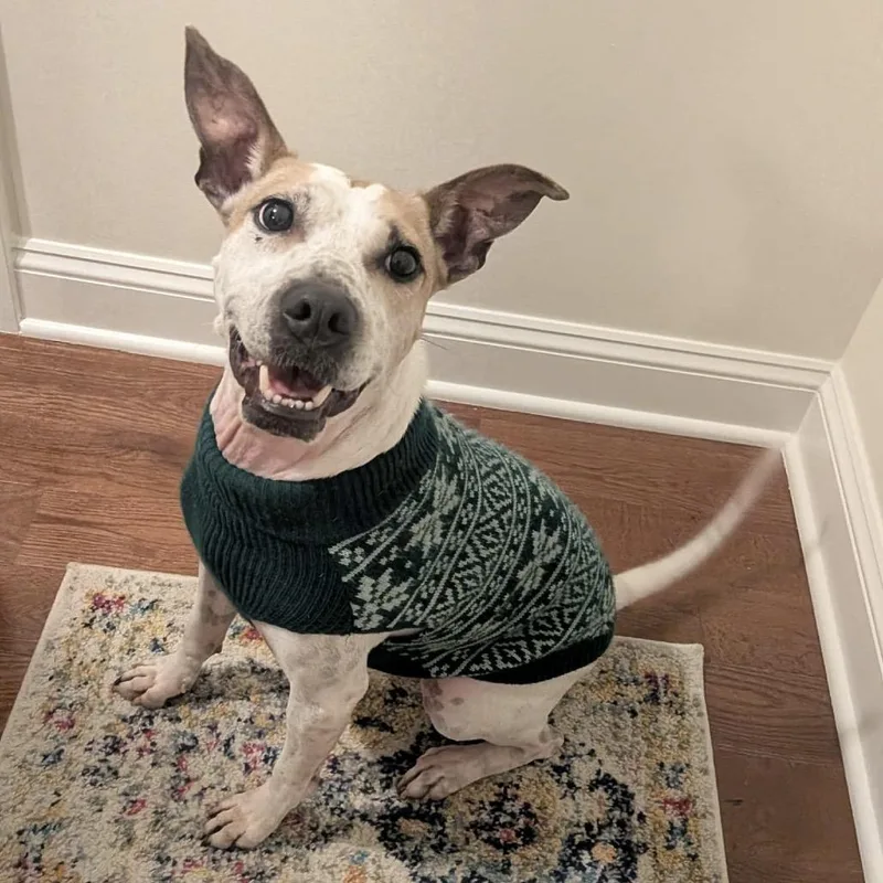 Chicken Wing Aka Chino thumbnail 5