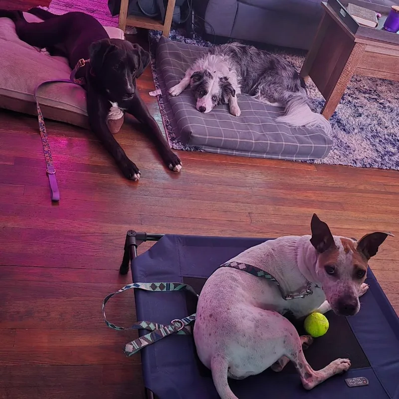 Chicken Wing Aka Chino thumbnail 6