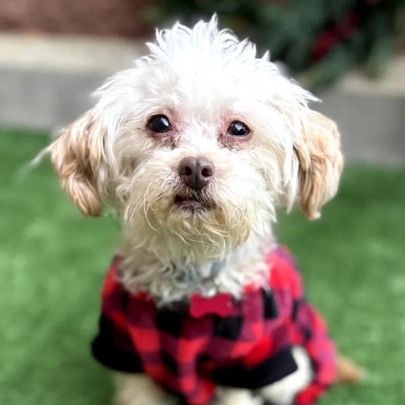 An adult small-sized male White / Cream Miniature Poodle dog named Billy for adoption in Bessemer, AL