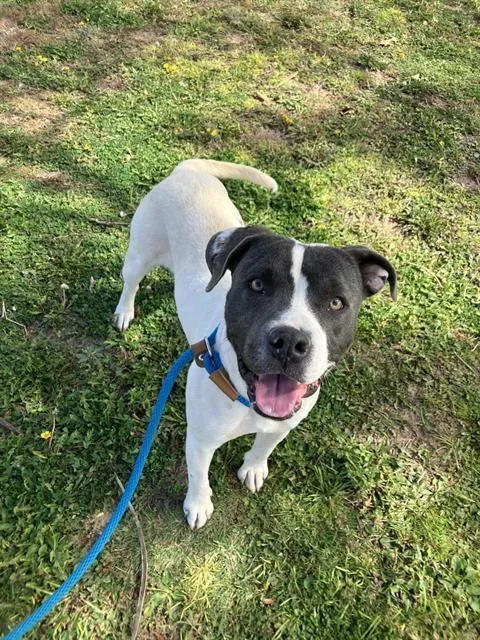 An adult medium-sized female Pit Bull Terrier dog named Sibby for adoption in Albuquerque, NM