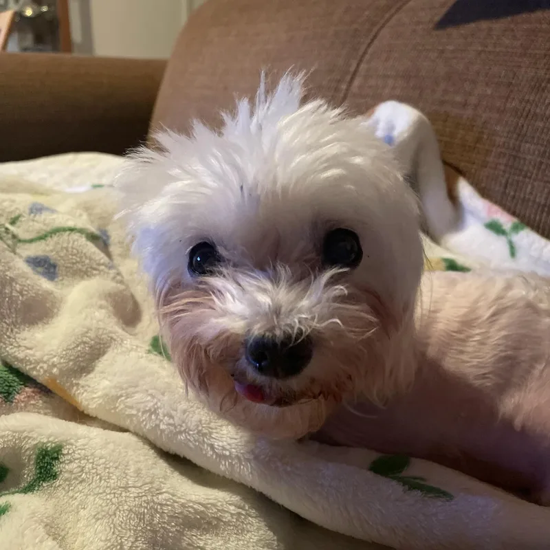 A senior small-sized female White / Cream Maltipoo dog named Lacey Loo Who for adoption in Greenville, SC
