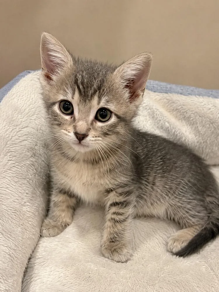 A baby small-sized female Gray / Blue / Silver Domestic Short Hair cat named Naomi Campbell for adoption in Homer Glen, IL