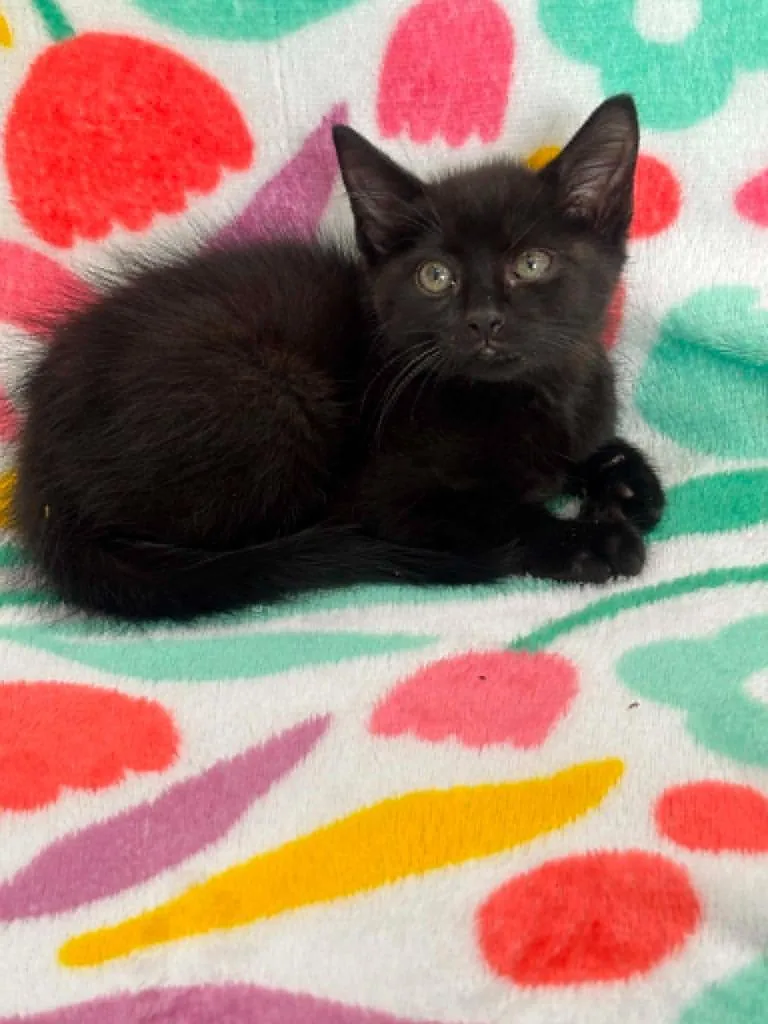 A baby small-sized male Domestic Short Hair cat named Steve for adoption in Warrenton, NC