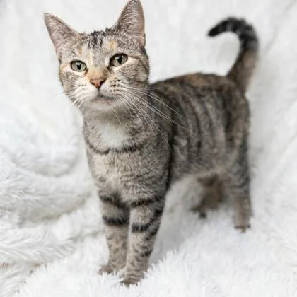 An adult medium-sized female Black Domestic Short Hair cat named Cleo for adoption in Bedford, IN
