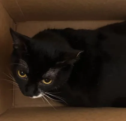 An adult medium-sized female Domestic Short Hair cat named Passion Fruit for adoption in West Chester, PA