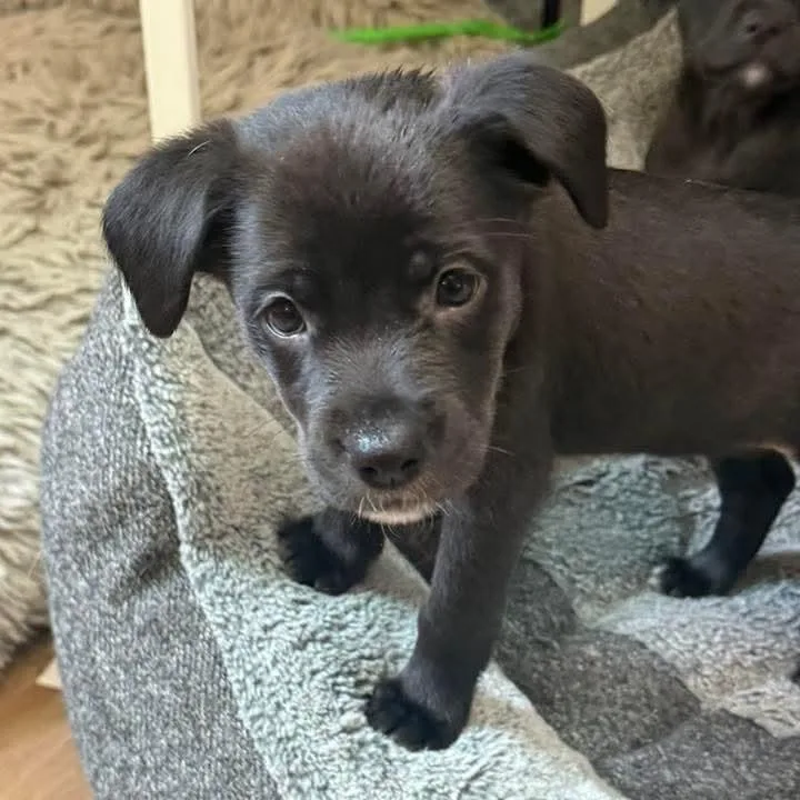 A baby medium-sized female American Staffordshire Terrier dog named Belle for adoption in East Peoria, IL