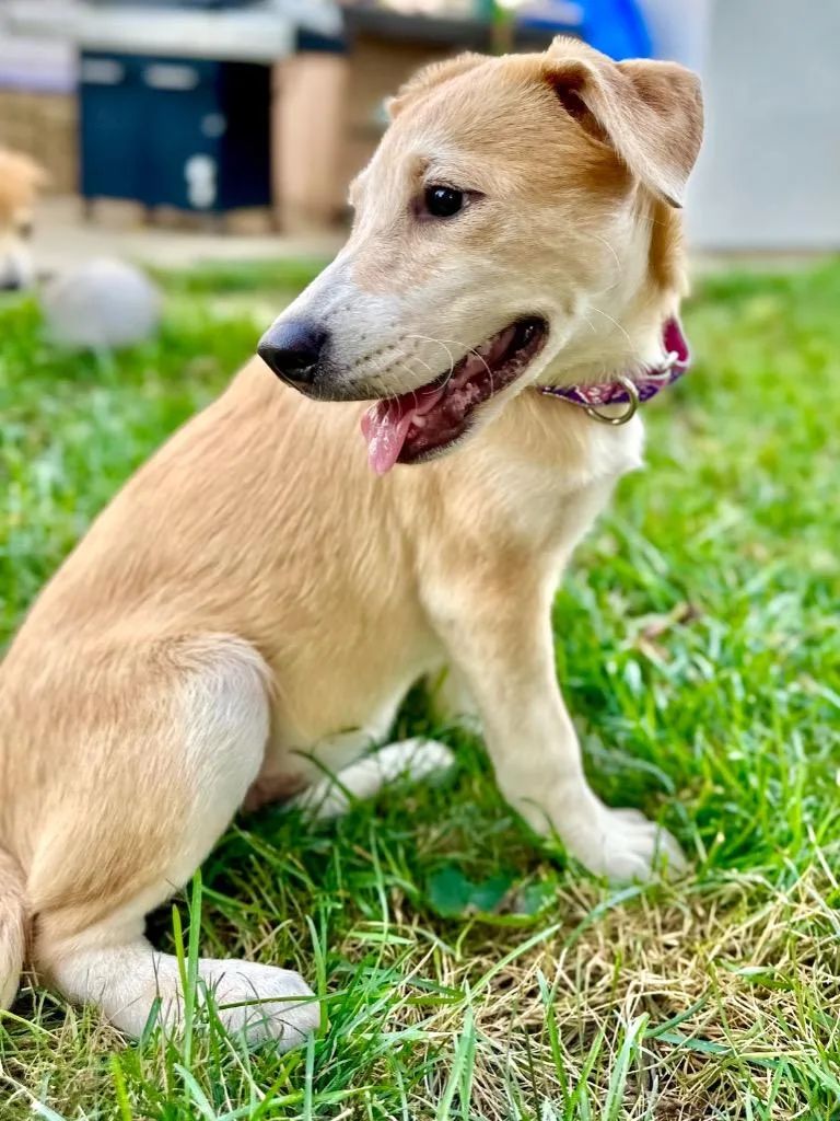 Happy Puppy LOCAL