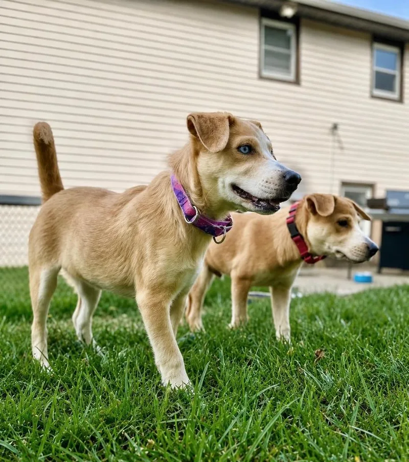 Happy Puppy  LOCAL thumbnail 5