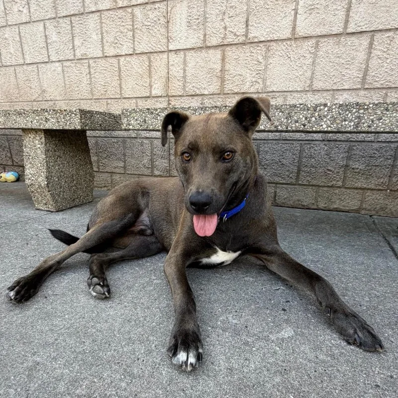 An adult small-sized male Mixed Breed dog named LA Rambo for adoption in Port Washington, NY