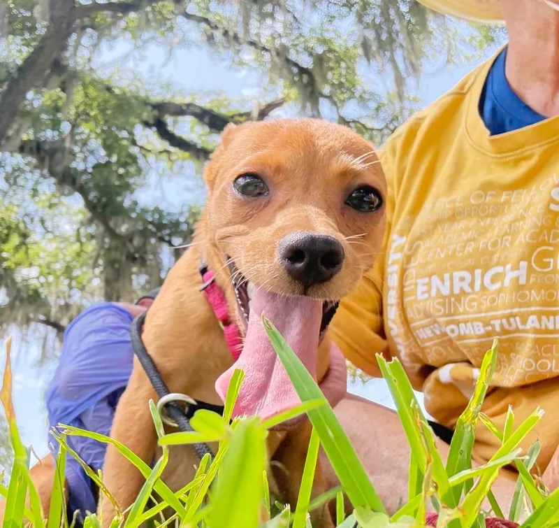 A baby small-sized female Chihuahua dog named Pebbles for adoption in New Orleans, LA