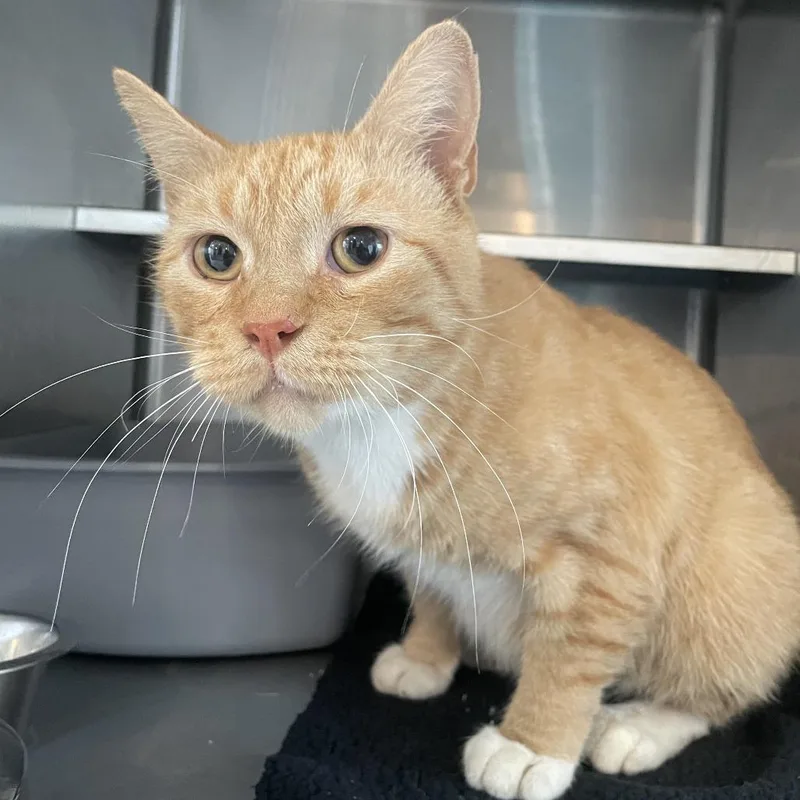 An adult small-sized male Orange / Red Domestic Short Hair cat named Sunshine for adoption in West Des Moines, IA