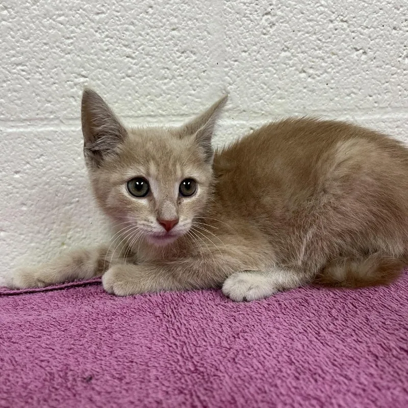 A baby small-sized male Buff / Tan / Fawn Domestic Short Hair cat named Kit Kat for adoption in Harrisonburg, VA
