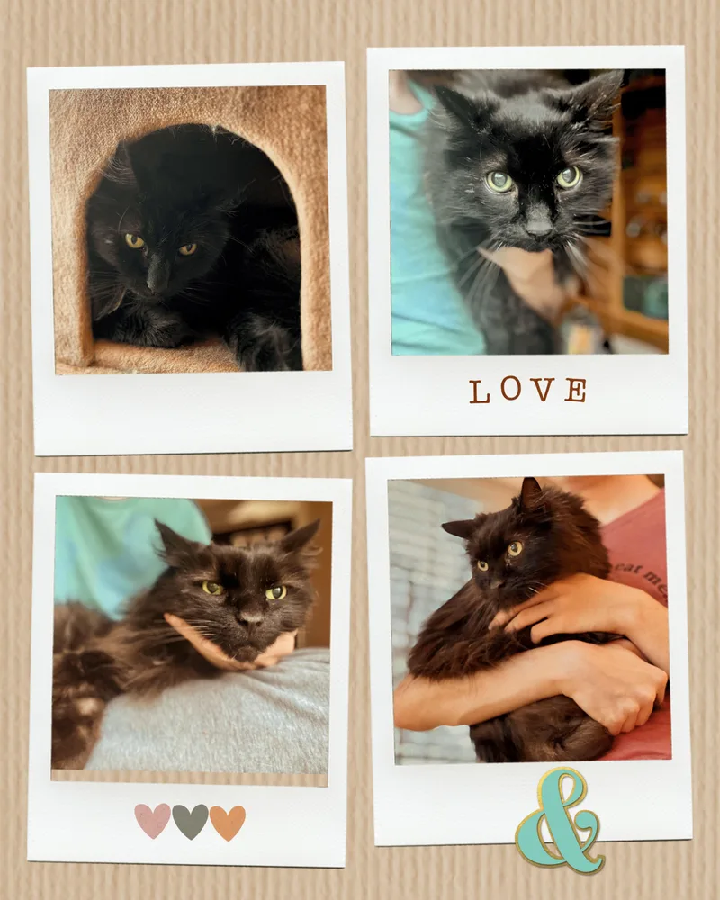 Nicholas & Sophie thumbnail 2