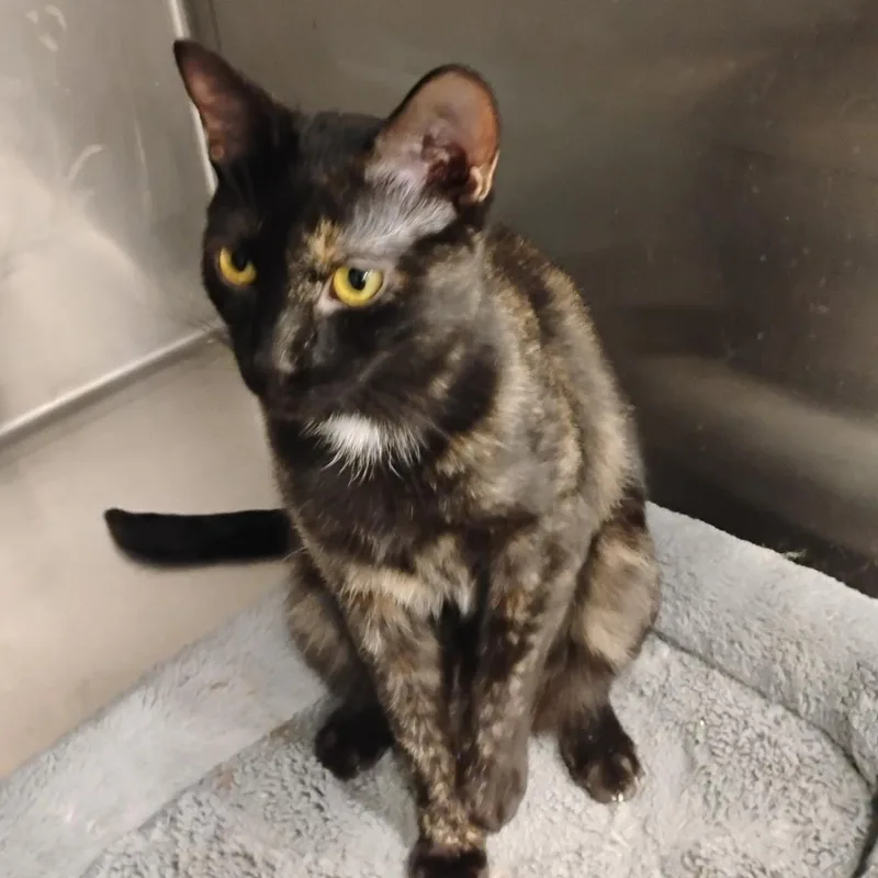 A baby medium-sized female Tortoiseshell Domestic Short Hair cat named Spec for adoption in Clawson, MI