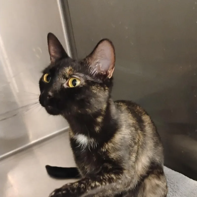 Spec thumbnail 2