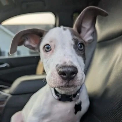A baby large-sized male Mixed Breed dog named Ult for adoption in Savannah, GA