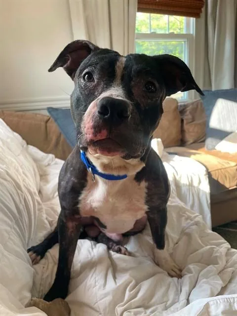 A young medium-sized male Terrier dog named Sonny for adoption in Olivette, MO