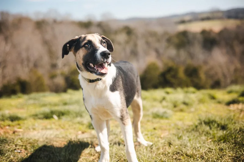 Ruthven Transport thumbnail 2