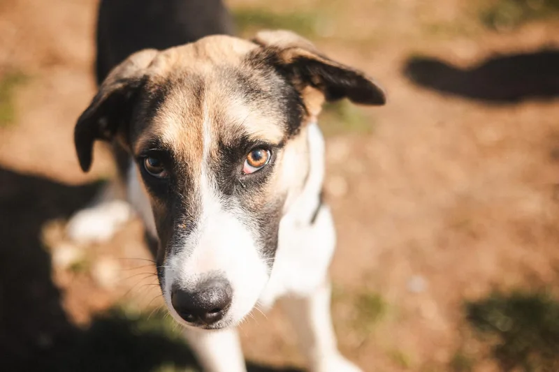 Ruthven Transport thumbnail 3