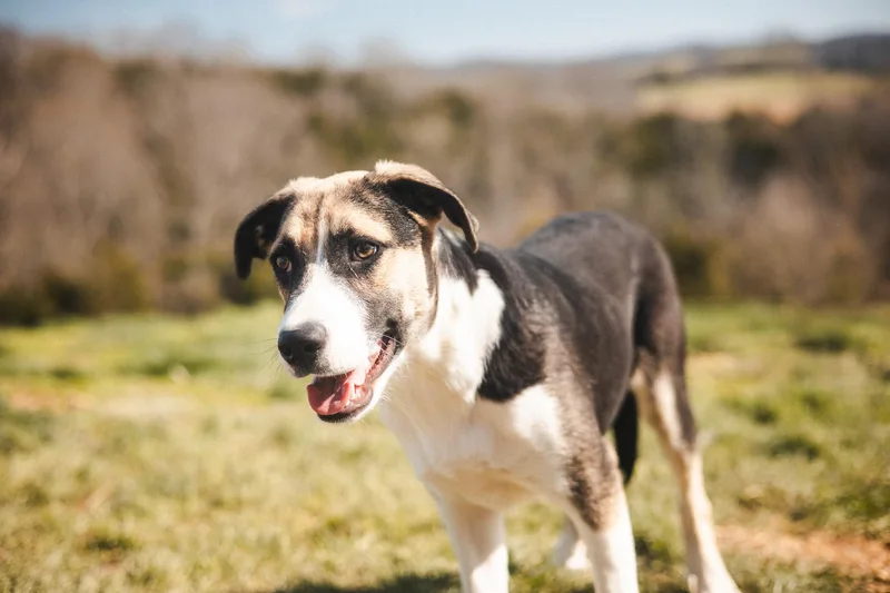 Ruthven Transport thumbnail 4