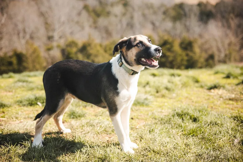 Ruthven Transport thumbnail 5