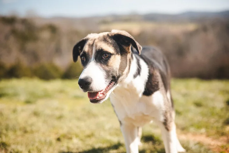 Ruthven Transport thumbnail 6