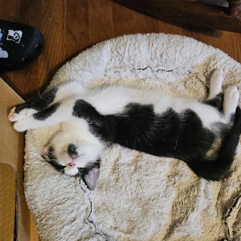 A young medium-sized male Black & White / Tuxedo Domestic Short Hair cat named Mr. Meowgi for adoption in Richmond, VA