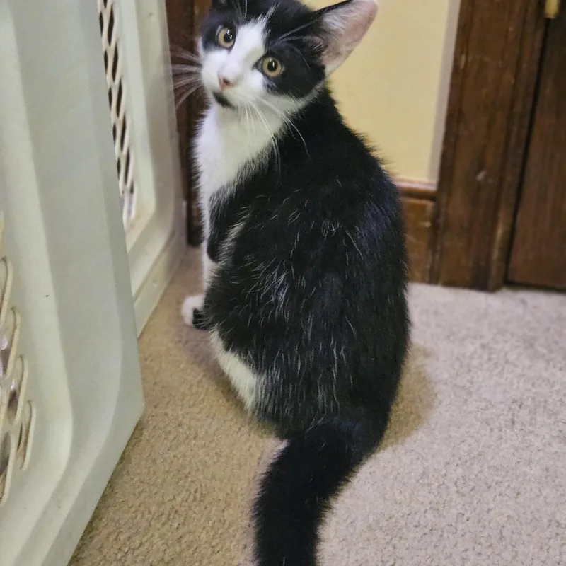 Mr. Meowgi thumbnail 2