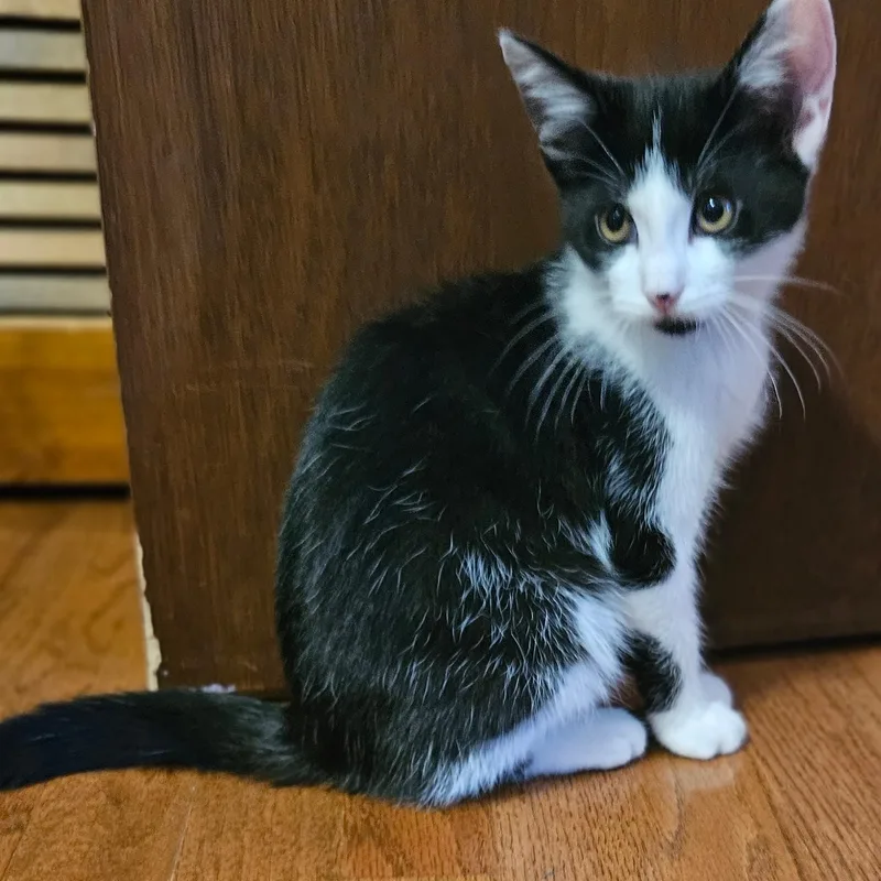 Mr. Meowgi thumbnail 3