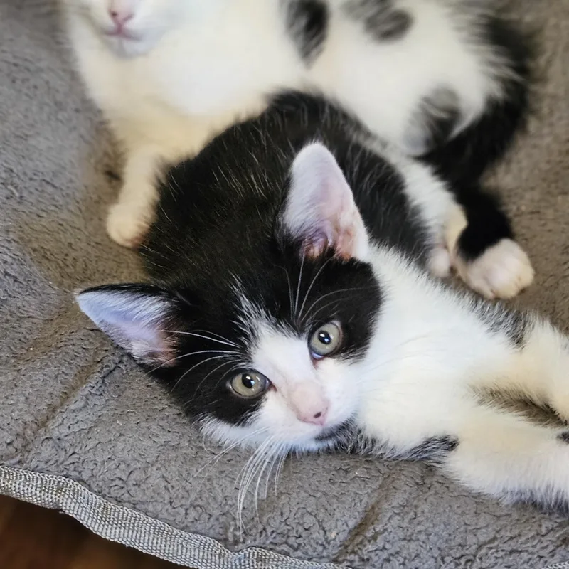 Mr. Meowgi thumbnail 4