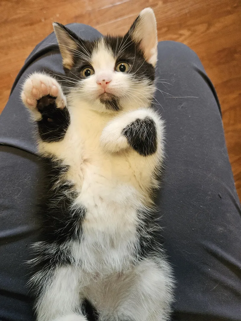 Mr. Meowgi thumbnail 5