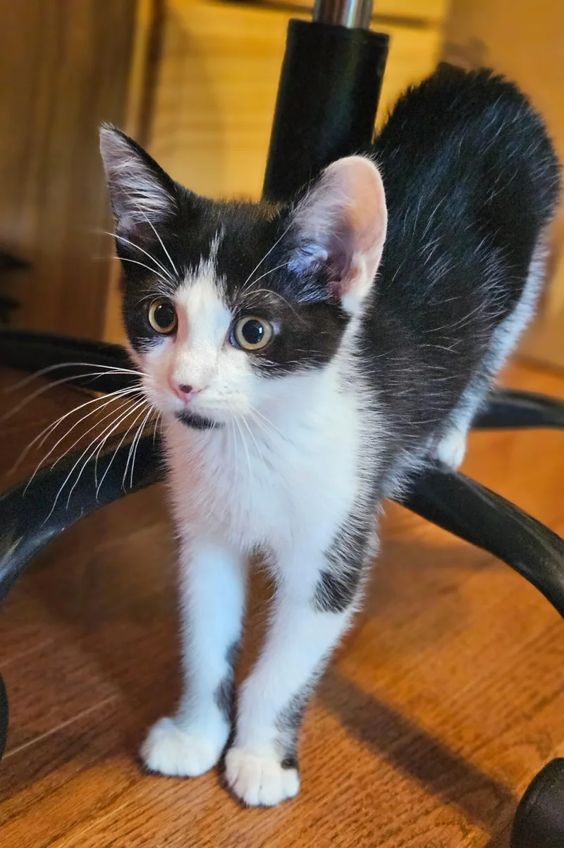 Mr. Meowgi thumbnail 6
