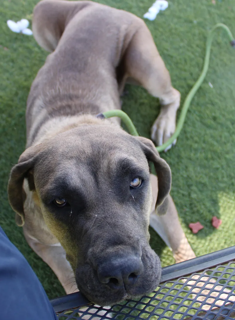 An adult large-sized female Gray / Blue / Silver Mastiff dog named Avalon for adoption in Wasco, CA