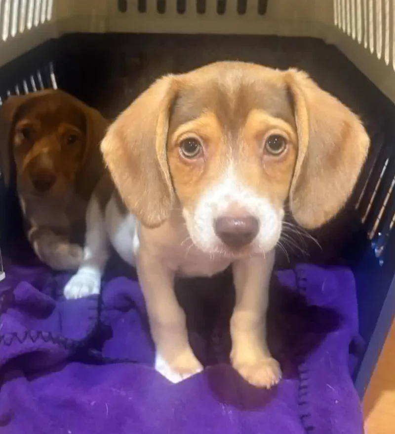 A baby small-sized male Tricolor (Brown, Black, & White) Beagle dog named Moose Our Mushball!  for adoption in Bedford Hills, NY