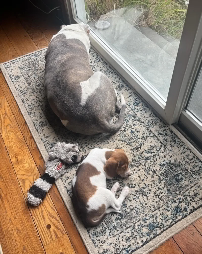 Moose Our Mushball!  thumbnail 3