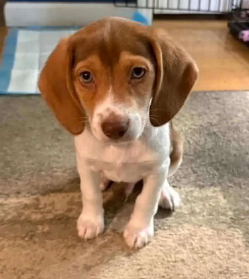 Moose Our Mushball!  thumbnail 5