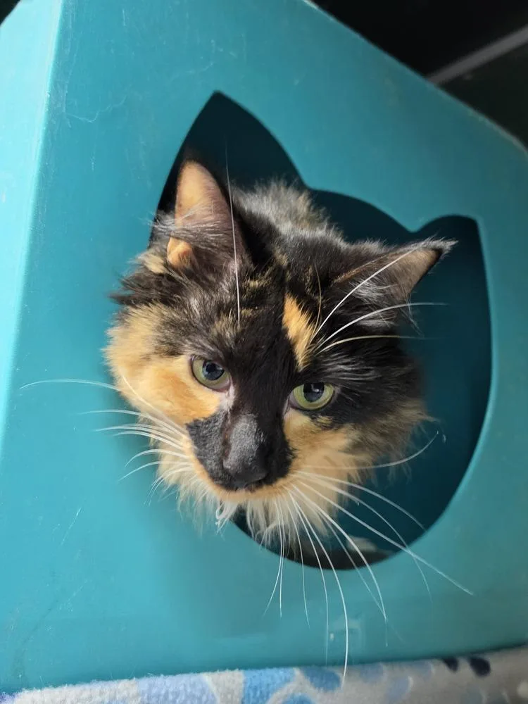 An adult medium-sized female Domestic Medium Hair cat named Nessie for adoption in Mishawaka, IN