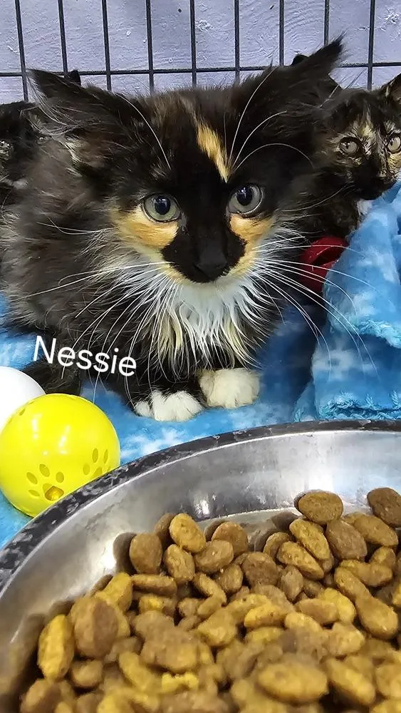 Nessie thumbnail 5