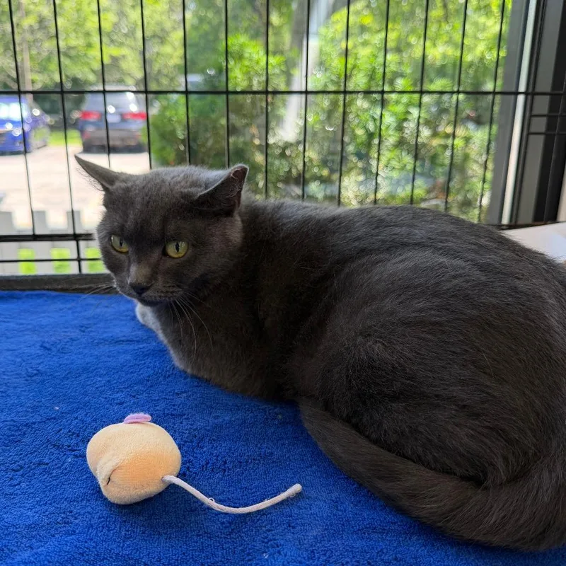 An adult medium-sized female Gray / Blue / Silver Domestic Short Hair cat named Minx for adoption in Deerfield, IL