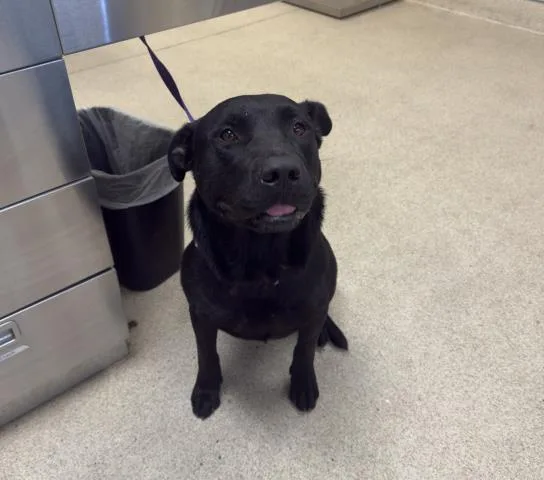 An adult large-sized male Pit Bull Terrier dog named Sundance for adoption in Riverside, CA