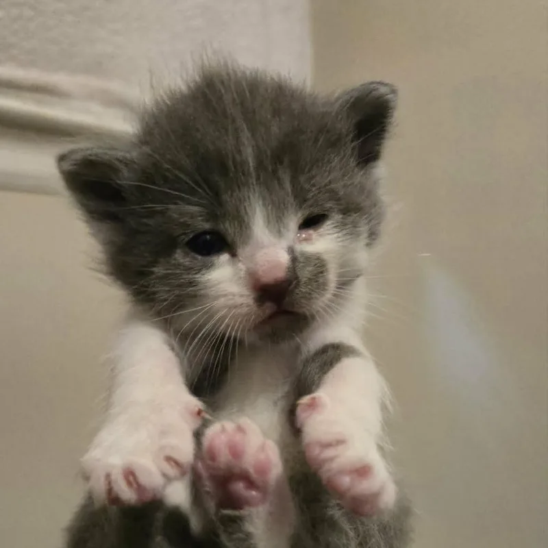 A baby small-sized male Gray / Blue / Silver Domestic Short Hair cat named Mouse for adoption in LYLE, MN