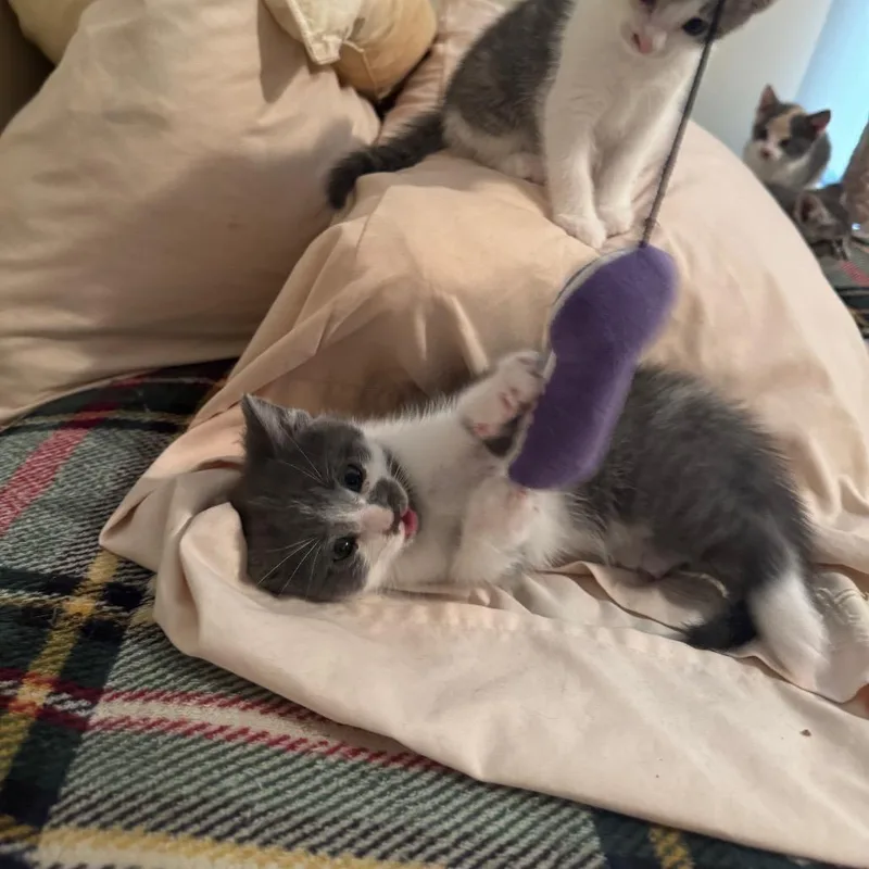 Mouse thumbnail 3