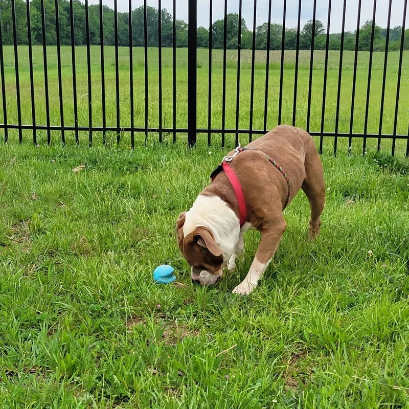 An adult large-sized male Brown / Chocolate American Bulldog dog named Artemis for adoption in West Jefferson, OH