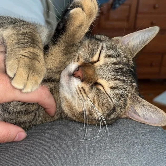 An adult small-sized female Brown / Chocolate Domestic Short Hair cat named Lilith for adoption in Roanoke, VA