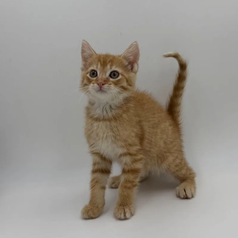 A baby medium-sized male Domestic Short Hair cat named Megaflash for adoption in State College, PA