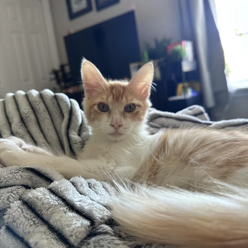 A baby small-sized male Orange / Red Domestic Medium Hair cat named Elmer for adoption in Auburn, AL